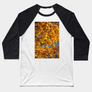 Maple (Acer ), golden yellow autumn leaves hanging from a tree, Germany Baseball T-Shirt